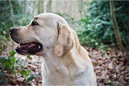 Hond Bart Goethals