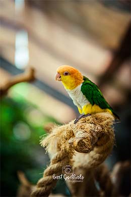 Vogeltje Bart Goethals