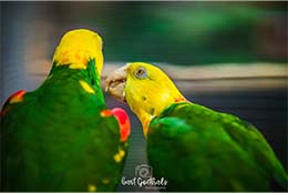 kussende vogels Bart Goethals